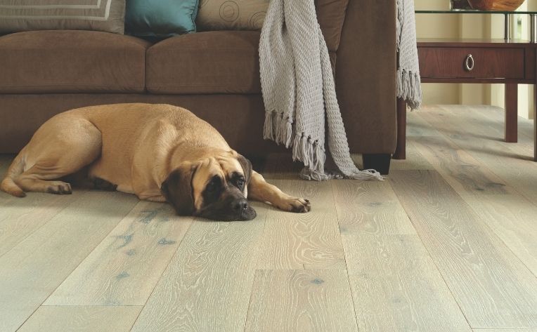 dog lying on wide plank luxury vinyl flooring